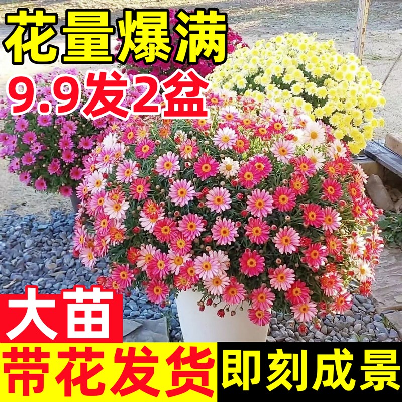 玛格丽特花苗阳台庭院好养花卉姬小菊盆栽观赏爆花机器重瓣小雏菊