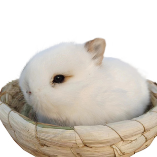 小型侏儒兔子活物进口双血统小鹿黄色荷兰垂耳宠物迷你宠物兔活体