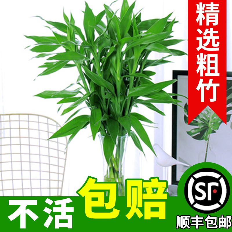 富贵竹水培植物水养粗杆发财树带根客厅绿植转运竹子花卉盆栽室内