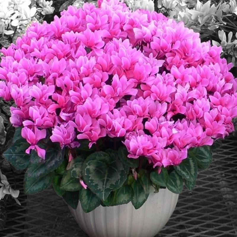 仙客来盆栽花苗兔耳花四季开花好养大花阳台室内花卉蝶衣花年宵花