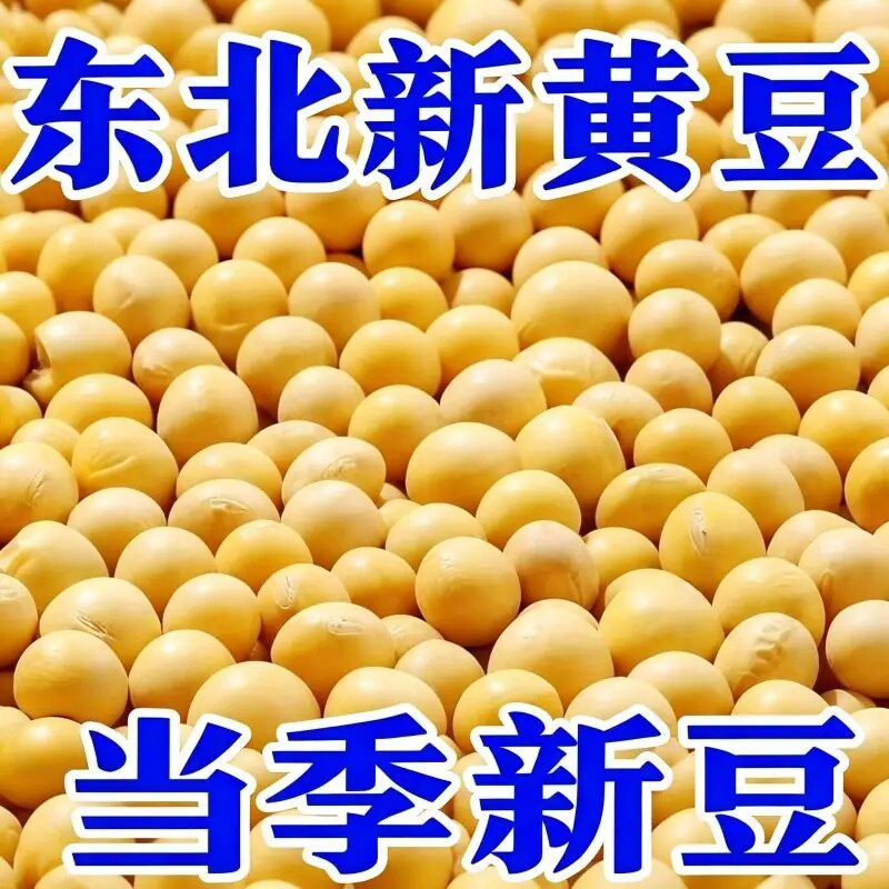 黄豆新大豆当季豆子非转基因农家黄豆早餐打豆浆发豆芽用五谷杂粮