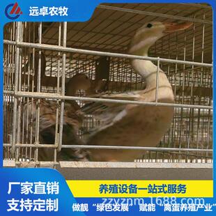 八层立体叠蛋鸭养殖设备 河南商丘自动捡蛋H型框架自动立体蛋鸭笼