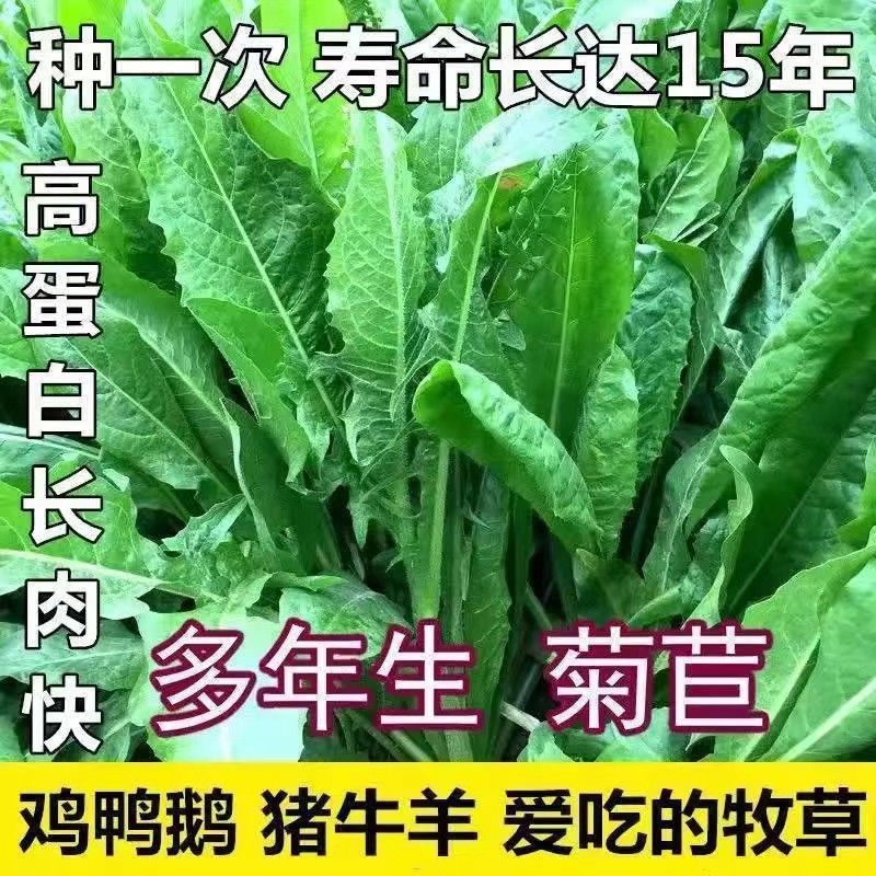 多年生将军大叶菊苣种子苦麦菜种子墨西哥玉米草四季常青牧草种子