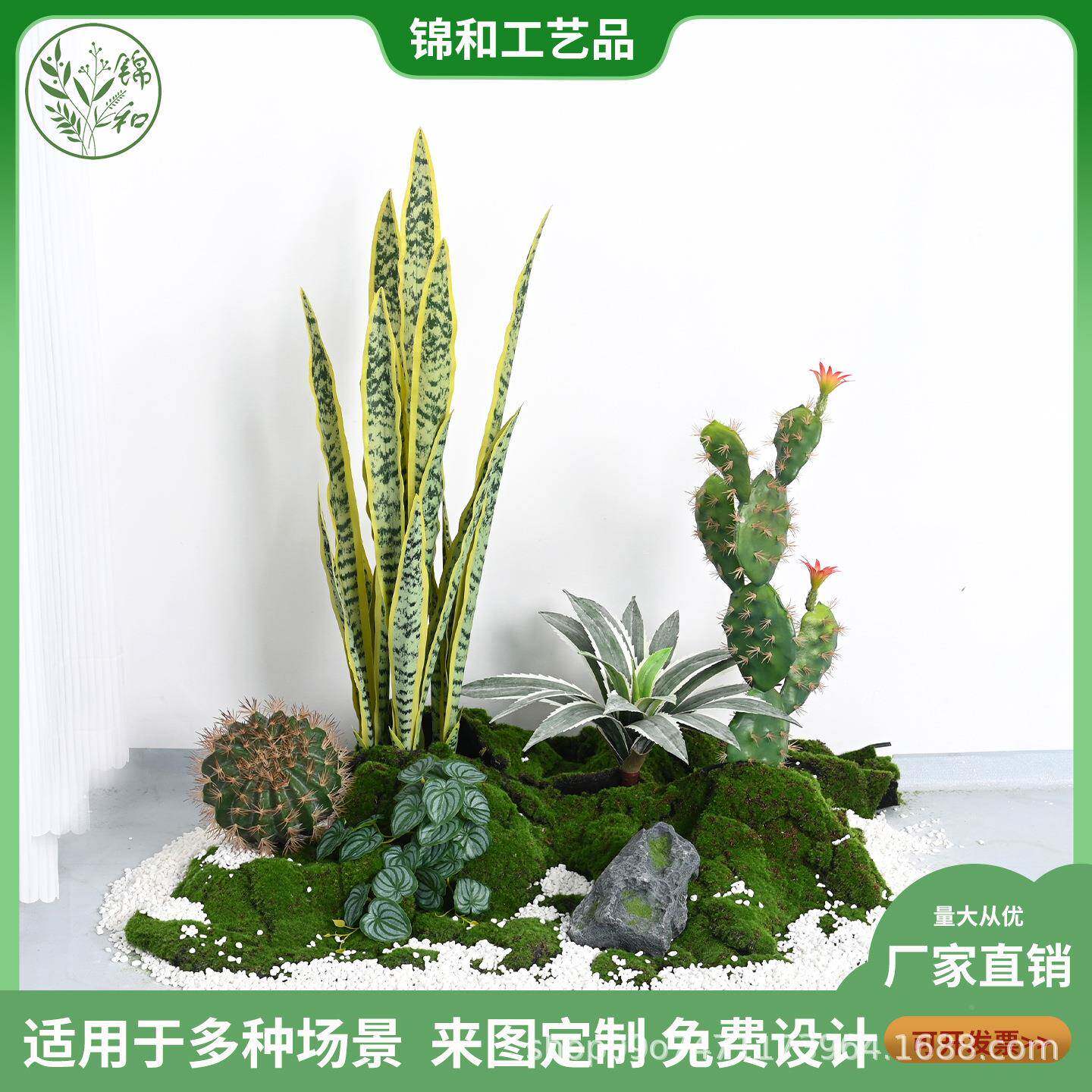 热带真仙人掌仿龙人兰盆栽室内场景舌装饰摆件仙柱套装假植JH6652