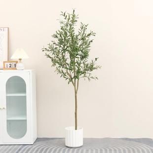 S8植N亚马逊绿落地盆栽摆件内橄榄树网店铺装 饰组室合WBL红橄榄