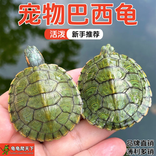 龟龟爬天下呆萌巴西龟活体包活