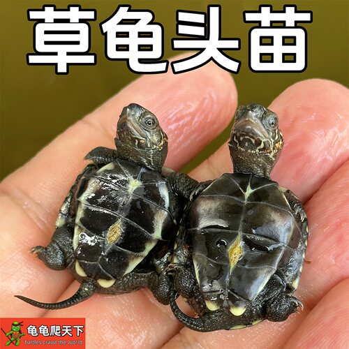 龟龟爬天下中华田园草龟好养耐活