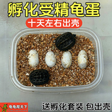 可孵化受精乌龟蛋花龟蛋安徽皖南黑腹草龟蛋儿童学生科学实验宠物