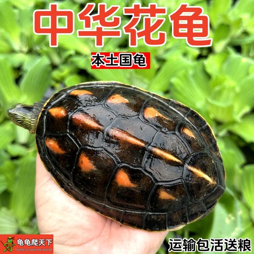 龟龟爬天下珍珠花龟苗观赏龟好养