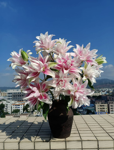 伊莎贝拉重瓣香水百合花鲜花爱意表达鲜切花水养家用商务水养插花