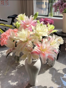 上海种业（萨拉）重瓣香水百合高级家庭办公水养鲜切花云南直发