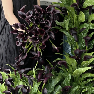 马蹄莲水培鲜花插花慈姑花真花手捧花束海芋花高级感十足云南直发