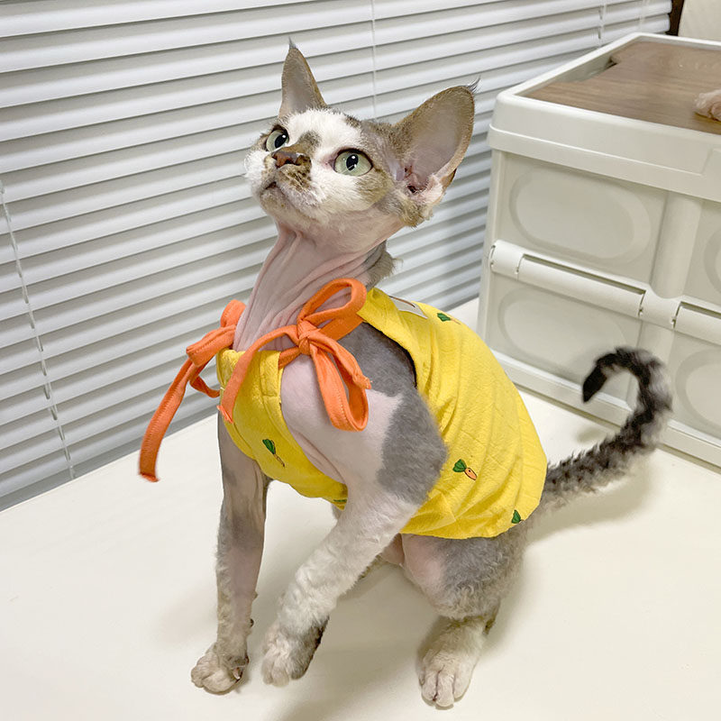 夏季纯棉系吊带胡萝卜橘色南瓜裙无毛猫德文透气矮脚斯芬克斯衣服