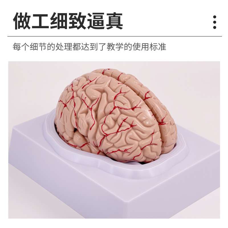大脑动脉模型 脑解剖模型 大脑模型 脑干模型 脑结构模型 神经科