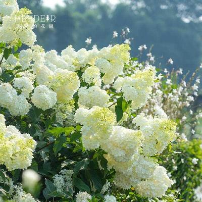 海蒂的花园绣球花白玉圆锥绣球木本植物耐热耐寒地栽花卉盆栽花苗