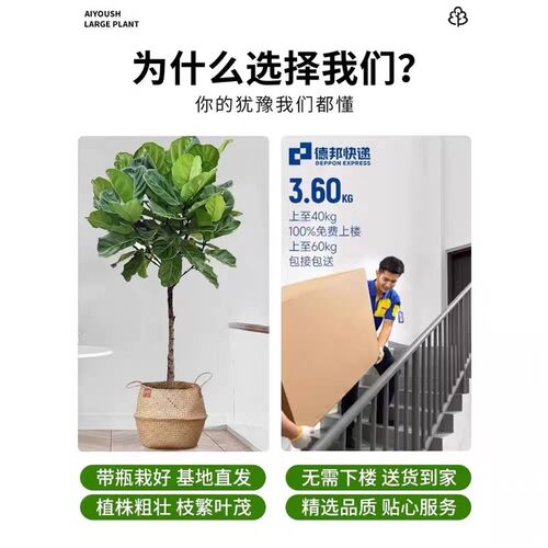 琴叶榕绿植大型盆栽办公室内大叶植物真树吸甲醛客厅四季好养绿植