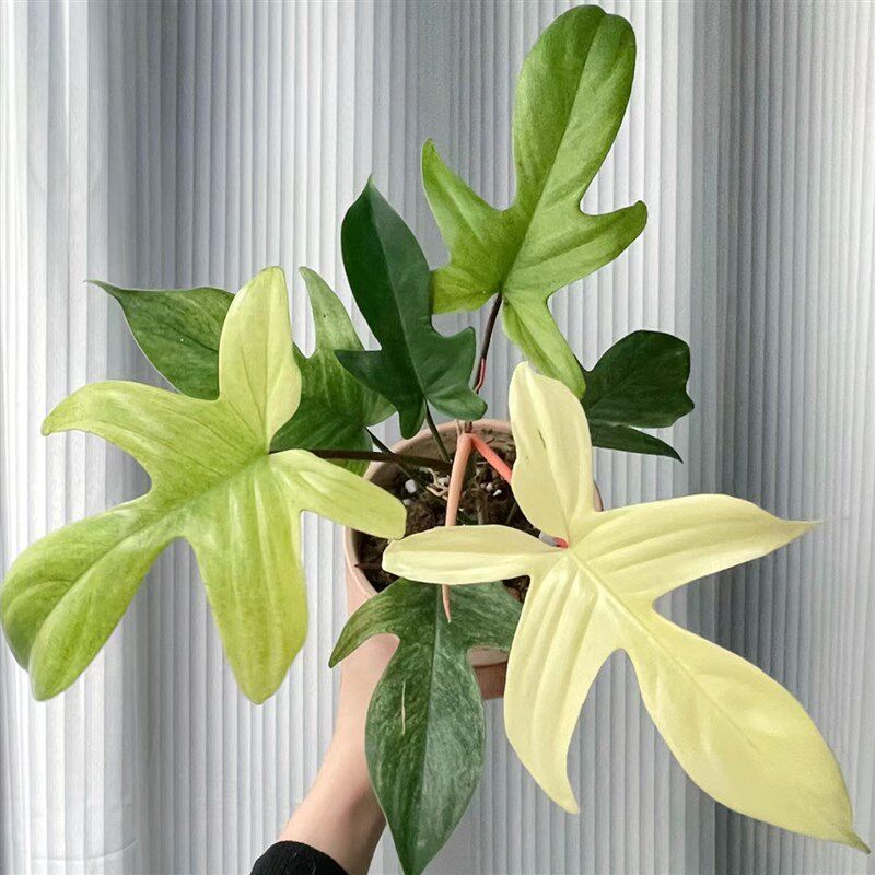 幽灵飞机蔓绿绒客厅阳台桌面网红植物爬藤水培耐阴四季常绿小盆栽图片