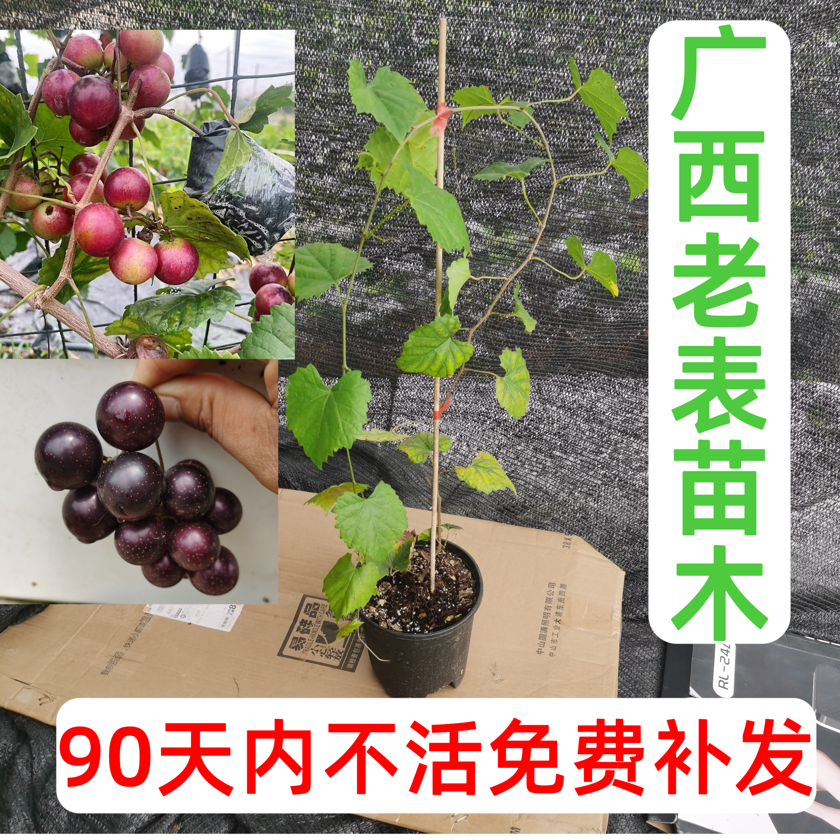 美国圆叶葡萄苗美洲园叶葡萄红宝石格威尔南北方地栽楼顶花园阳台