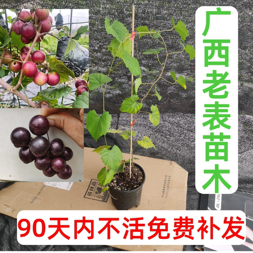 美国圆叶葡萄苗美洲园叶葡萄红宝