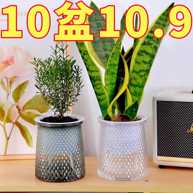 北欧塑料水培透明盆懒人自动吸水