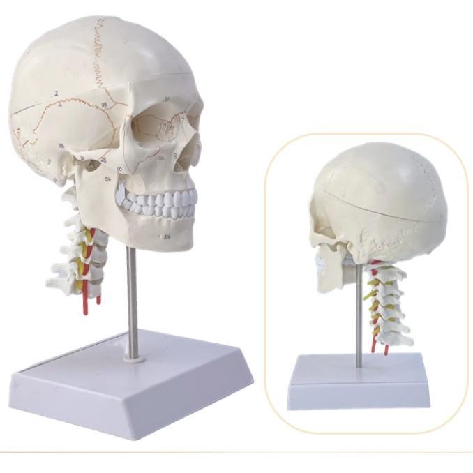 新款直销人体头骨模型 自然大头骨带颈椎附脑模型 头颅脑动脉模型