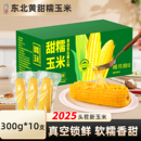 2025头茬东北黄甜糯玉米新鲜糯玉米棒甜玉米粒轻食早餐代餐真空装