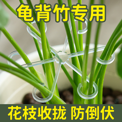 龟背竹枝干支撑杆固定器