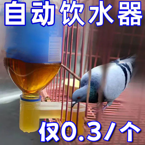 鸟鸽子自动喂水器食槽