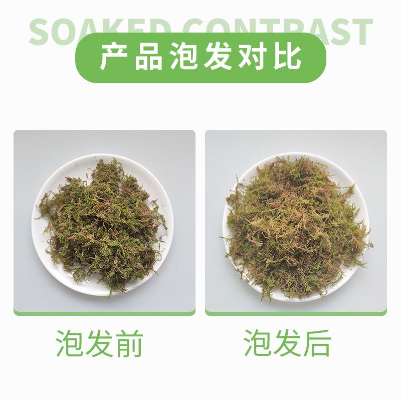 直销新款干苔藓青苔水苔铁皮蝴蝶兰花石斛种植营养土乌龟冬眠垫材