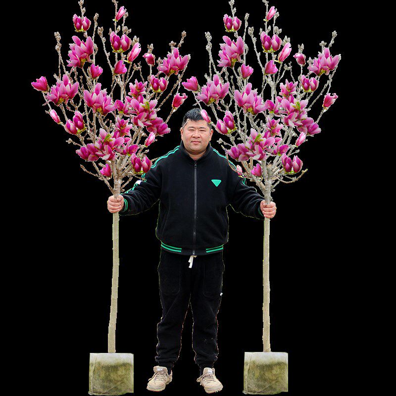 红白黄紫广玉兰花树苗花卉南北盆栽地栽别墅庭院绿化植物四季花卉