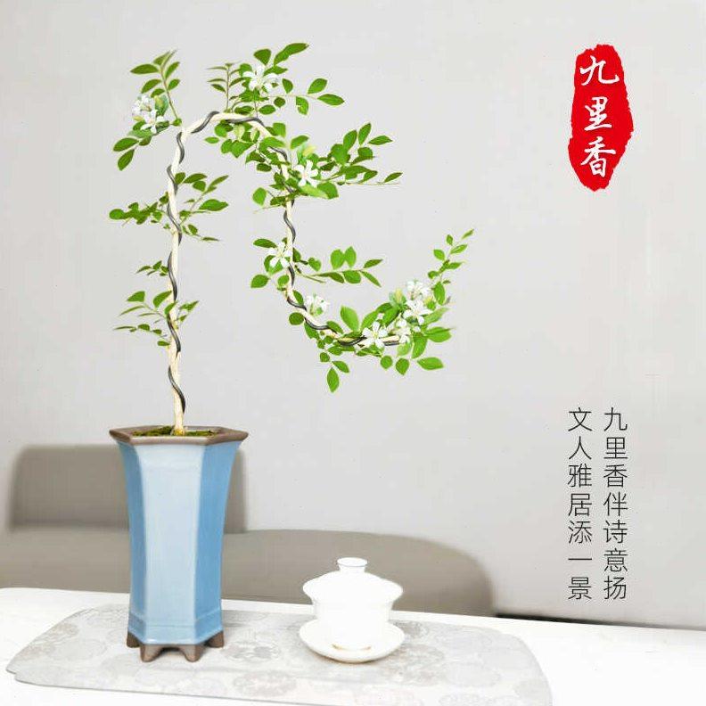 罗汉松盆景造型老桩九里香盆栽六月雪清香茶几木桌面摆件小叶雀梅