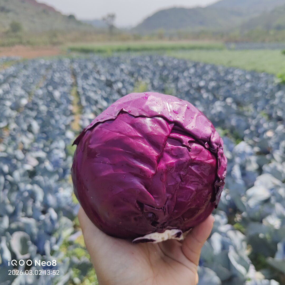 【大夏】云南紫甘蓝露天种植紫甘蓝脆嫩爽口新鲜低卡沙拉菜