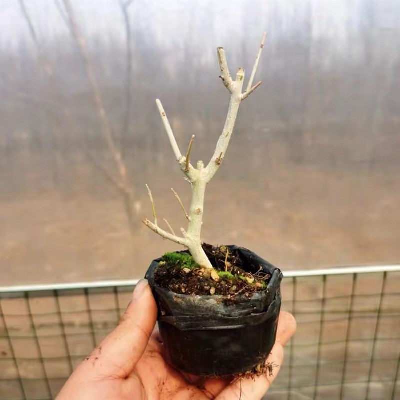 对节白蜡掌中宝小微盆景素材y熟桩摆件绿植盆栽年功老桩好养庭院