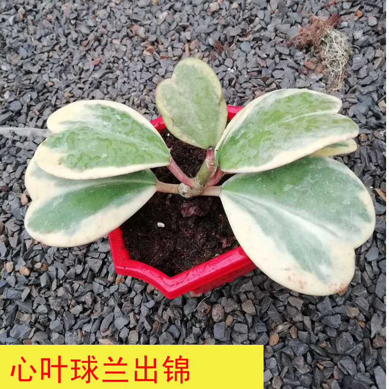 球兰苗盆栽植物绿叶球兰花苗 垂吊攀爬庭院阳台植物 金边球兰苗