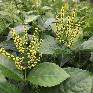 珠兰花 黄花珠兰花苗 阳台室内盆栽金粟兰 鸡爪兰珍珠兰四季常绿