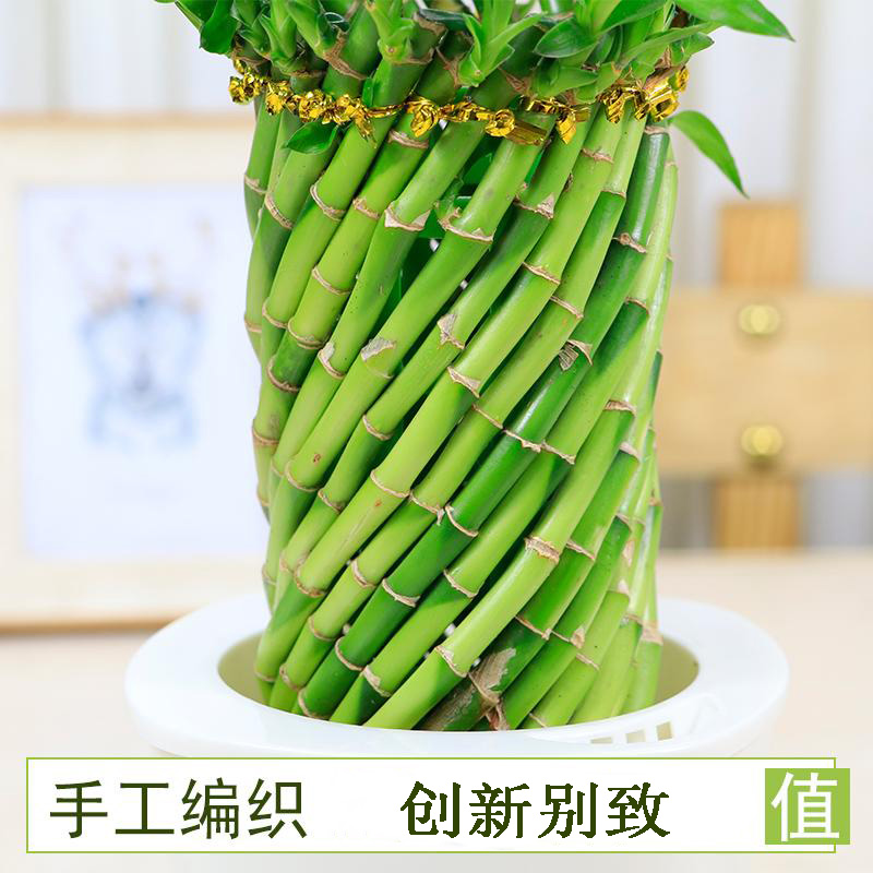 富贵竹编织造型转运竹荷花竹水培植物办公室内客厅竹子创意盆栽
