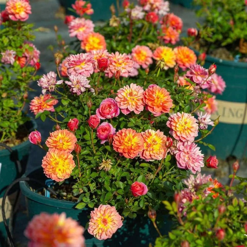 阳台精品超微月季 躲躲藏藏\捉迷藏(超小)月季轻香丰花勤花小苗