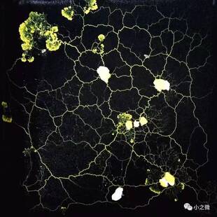 黏菌宠物菌核菌种迷宫曳尾菌史莱姆饲养套装学生版家养小宠物染色