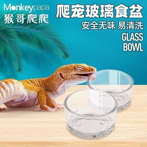 爬宠守宫蜥蜴玻璃水盆食盆喝水吃饭碗大号小号豹纹食盆乌龟水碗盆