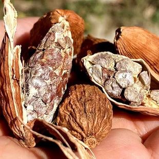 怒江秤杆堵堵洛老品种草果仁农家自种生香料云南野生草果干货500g