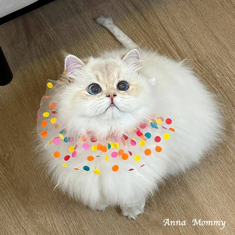 猫咪围脖狗狗可爱口水巾宠物蕾丝围嘴项圈蝴蝶结围巾幼猫脖子饰品