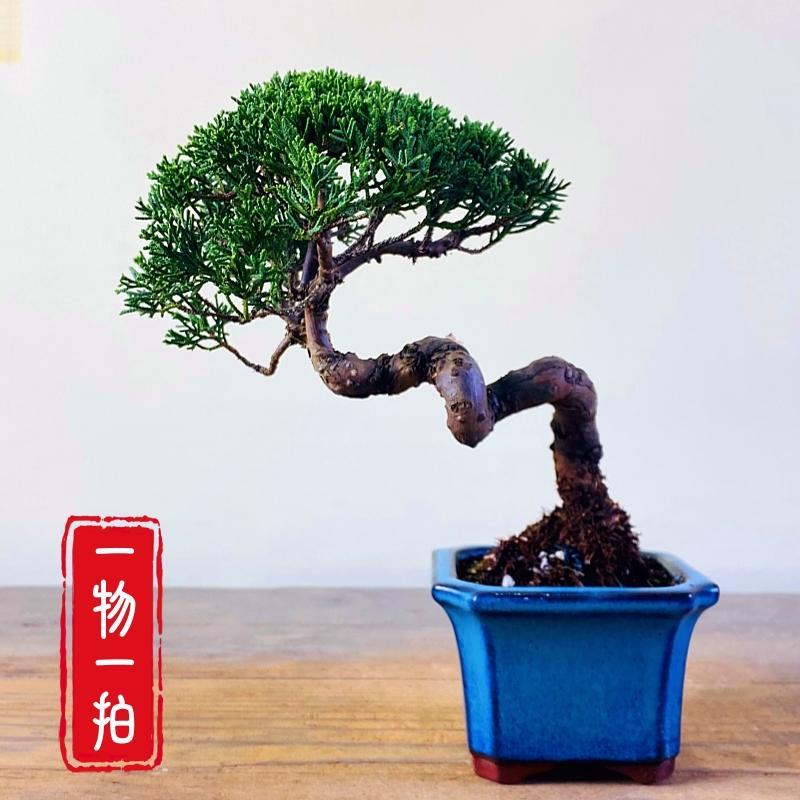 济州真柏盆景老桩室内盆栽植物一物一拍办公桌阳台茶台客厅摆件