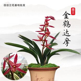 兰花苗 金鹤达摩 矮种金边 墨兰报岁兰冬带花苞出售 好养花卉盆栽