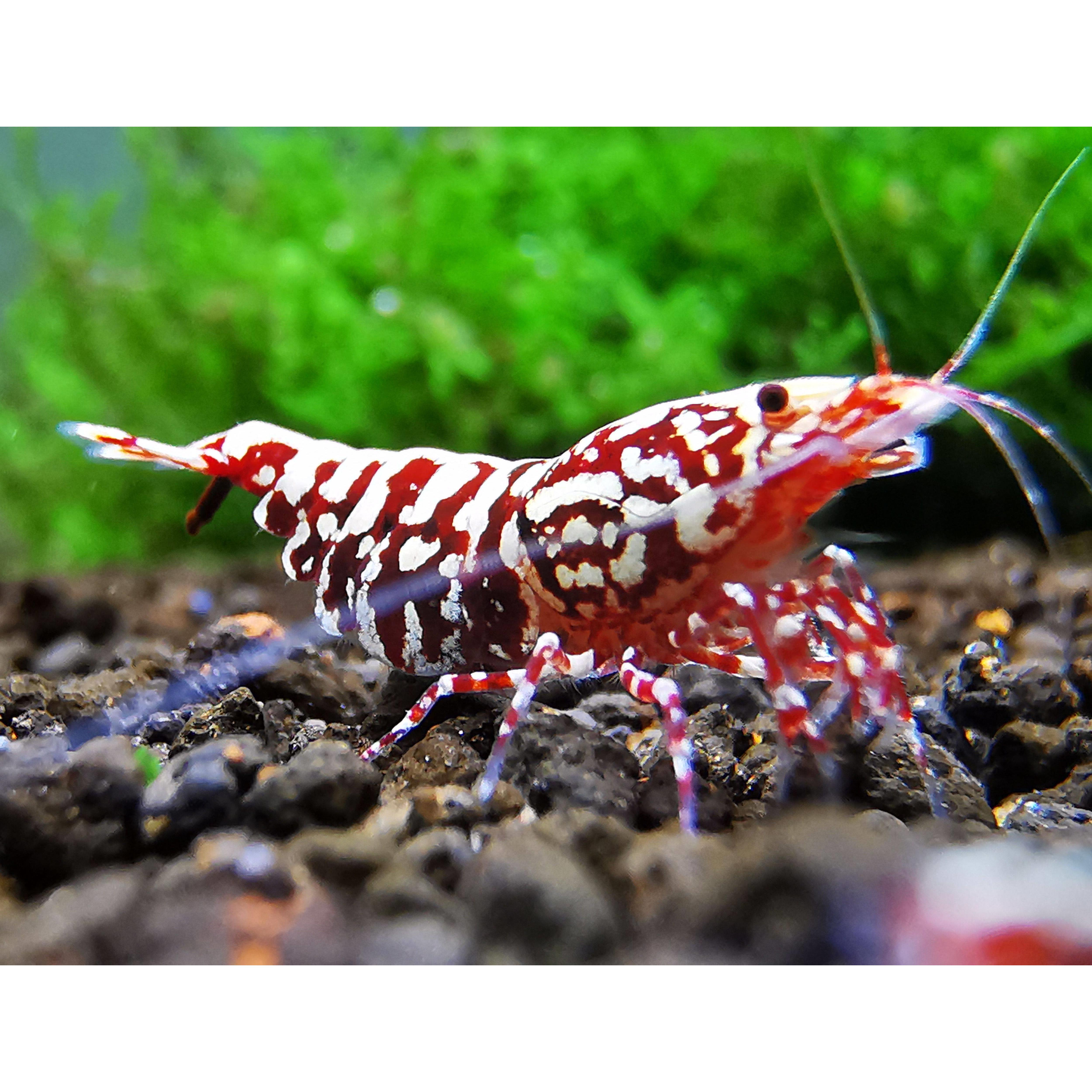 红银河星钻水晶虾，活体观赏虾