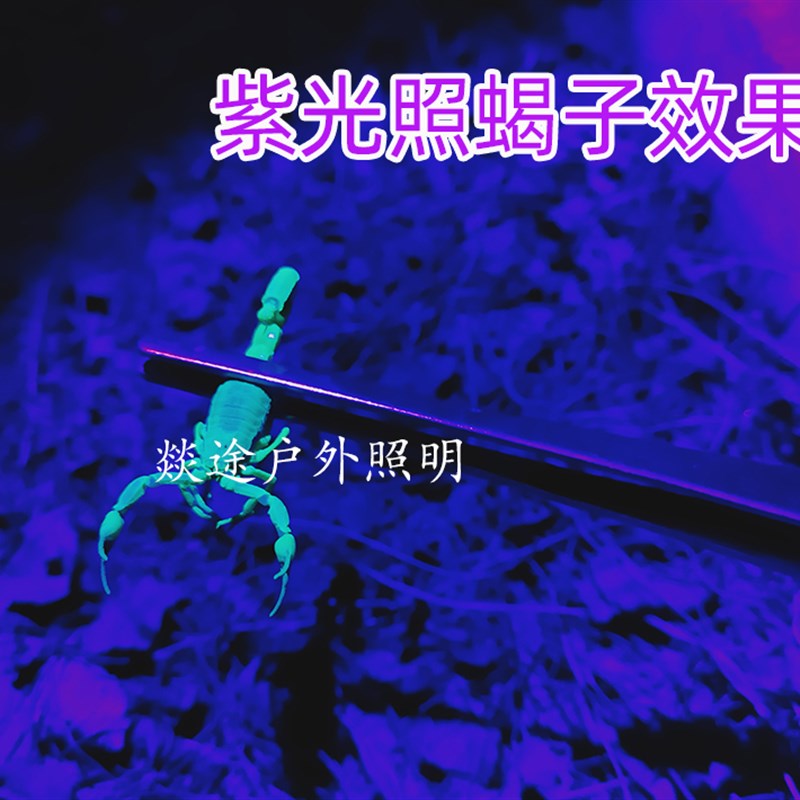 蝎子灯紫光灯照蝎子专用头戴式充电大功率强光紫光灯验钞照豆虫灯