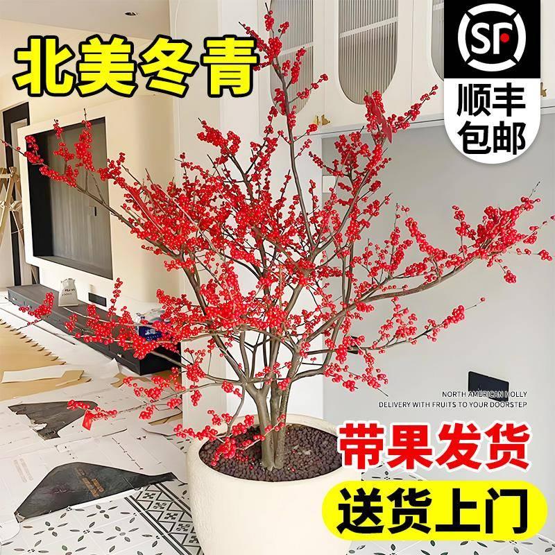 北美冬青盆栽树苗带果公树冬青红果真花红果子进口年宵花花卉雄株