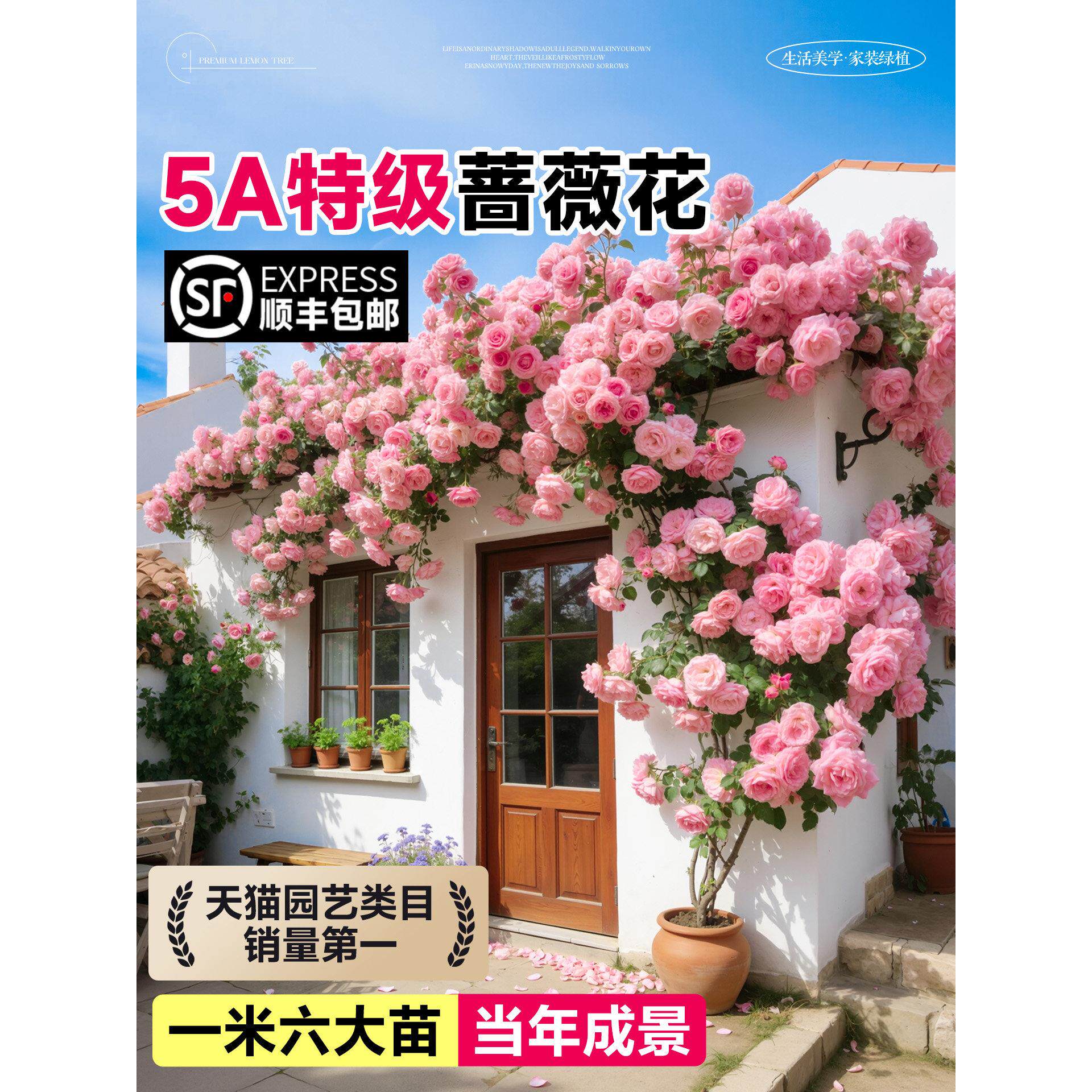 蔷薇花苗藤本月季花树大苗庭院爬藤植物阳台花卉爬墙玫瑰耐寒盆栽