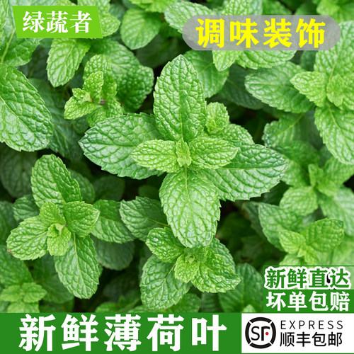 新鲜薄荷叶调酒装饰可食用香料
