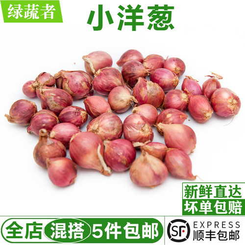 迷你小洋葱500g 紫皮小洋葱头珍珠洋葱东北毛葱小圆葱香料
