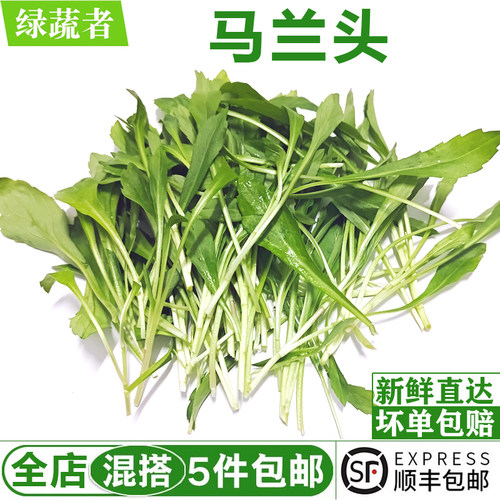 上海农家新鲜马兰头500g